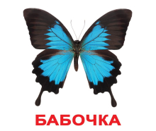 Комплект карток Домана "Комахи" з фактами (рос. мова) Вундеркінд