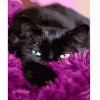 Набір для розпису по номерах Чорний котик в покривалі Strateg розміром 40х50 см (HH058)